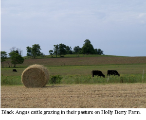 Hay and Cows