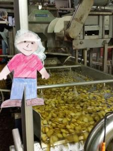 Flat Aggie checks out one of our cutting machines. This one is cutting whole pickles into hamburger dill chips. 
