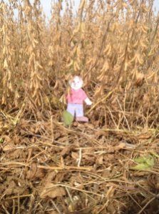 Flat Aggie visits soybean harvest.