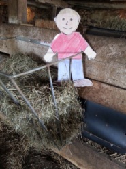 Figure 4. Aggie standing in a hay feeder.
