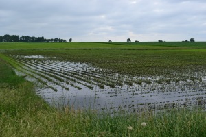 field pond