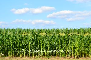 This year our sweet corn is sandwiched between the shorter popcorn stalks and taller field corn. Can you see it topped with yellow tassels? 