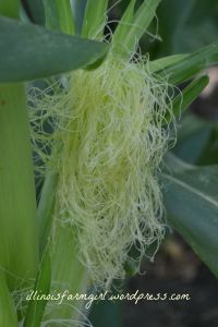 Each silk is a link to a kernel of corn.  The silks catch the pollen from the tassels. 